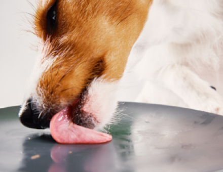 Lick Mats & Slow Feeders: Keep Your Dog Healthy & Happy