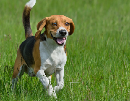 Top Dog Breeds with the Fewer Health Issues