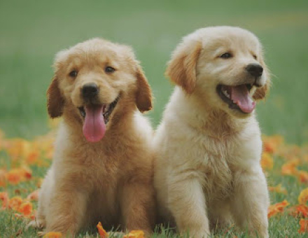 What is the Lifespan of a Labrador Retriever?