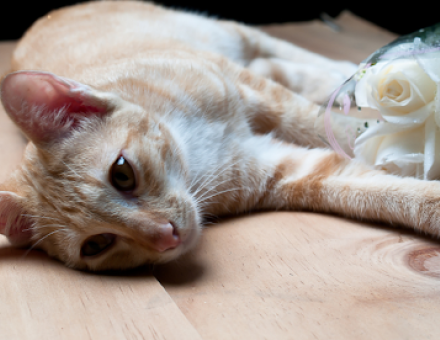 Roses and Cats: Understanding the Potential Toxicity 