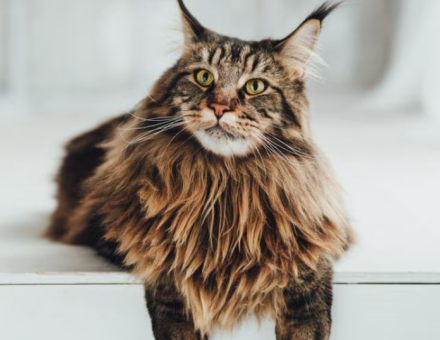 How Much is a Maine Coon Cat?