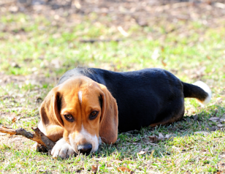 Dog Chewing Paws Excessively