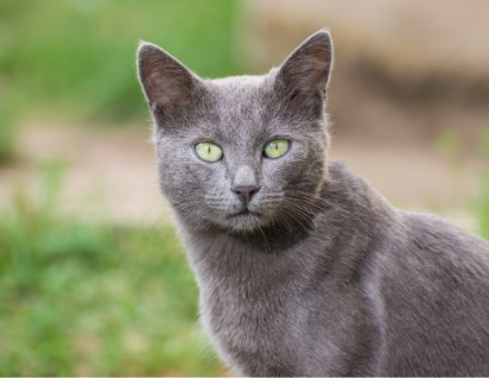 Downsides of Owning a Russian Blue Cat