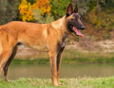 Raising a Well-Trained Belgian Malinois Puppy