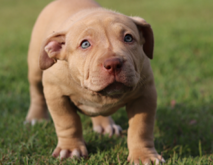 Different Types of Pit Bull Dog Breeds 