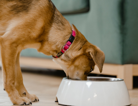 Choosing the Right Food for Your Labrador