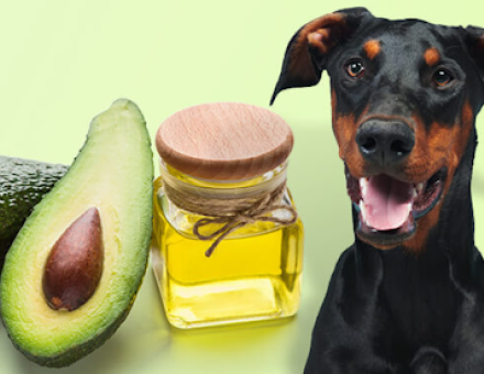 Can Dogs Eat Avocado Oil? 