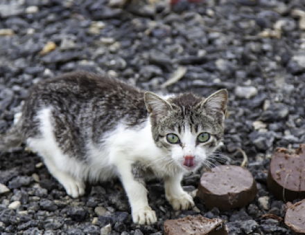 Can Cats Eat Chocolate