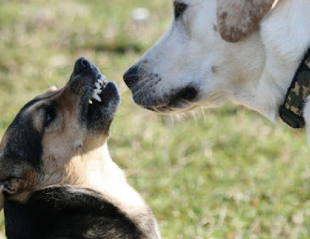 How to Stop a Labrador Puppy's Aggressive Behavior