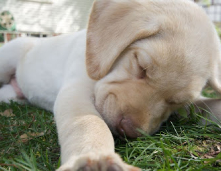 How Much Sleep Does My 4-Month-Old Lab Puppy Need?