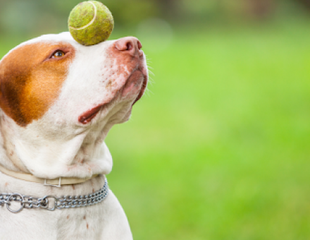 How to Choose the Right Dog Training Collar for Effective Training? 