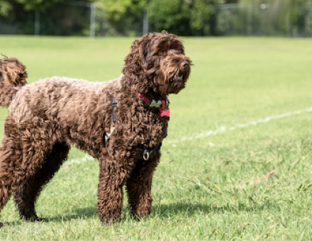 Are Labradoodles Hypoallergenic?