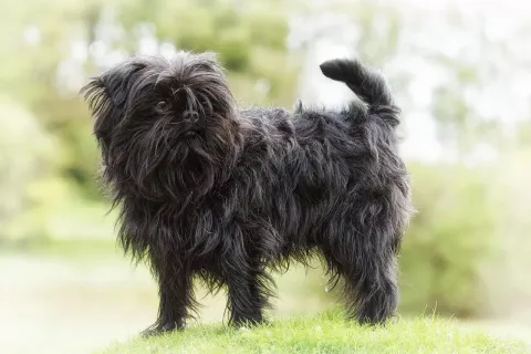 Affenpinscher