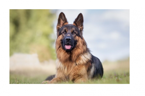 German Shepard