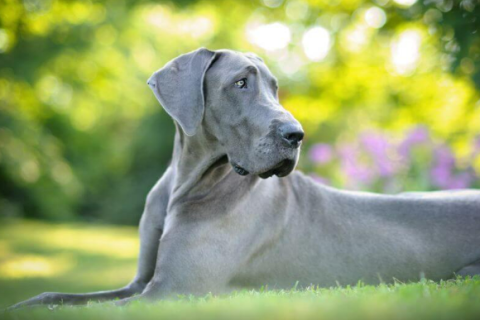 Great Dane