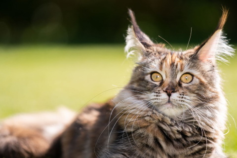 Maine Coon