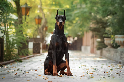 Doberman Pinscher