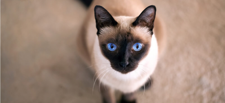 Siamese Cat 