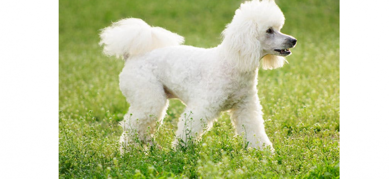 Poodle (Standard)