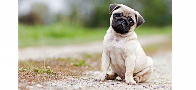 Pug Complete Breed Information