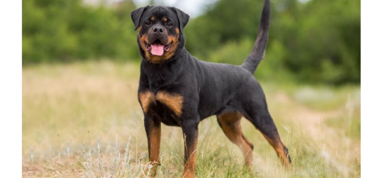 Rottweiler Complete Breed Information