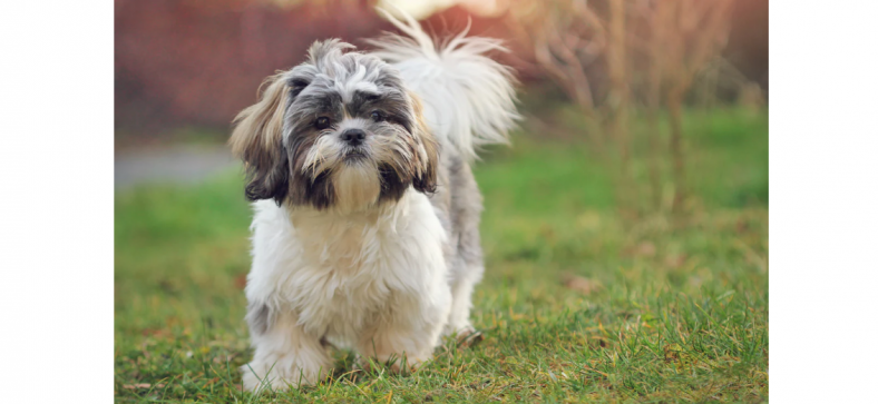 Shih Tzu Complete Breed Guide