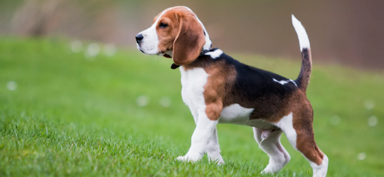 Beagle, Beagle Breeds