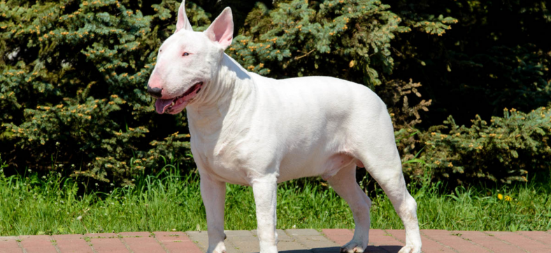 Bull Terrier Dog Breed Complete Information - Petzooie