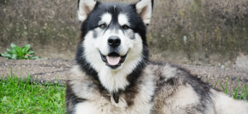 Alaskan Malamute Dog Breeds