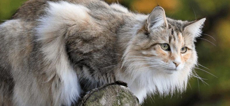 Norwegian Forest Cat