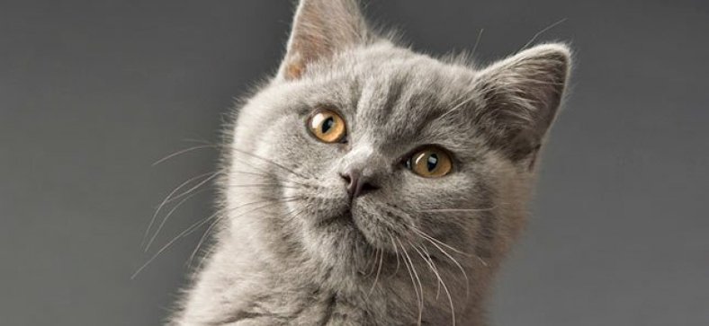 British Shorthair Cat