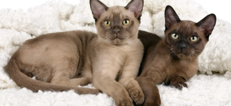 Burmese Cat