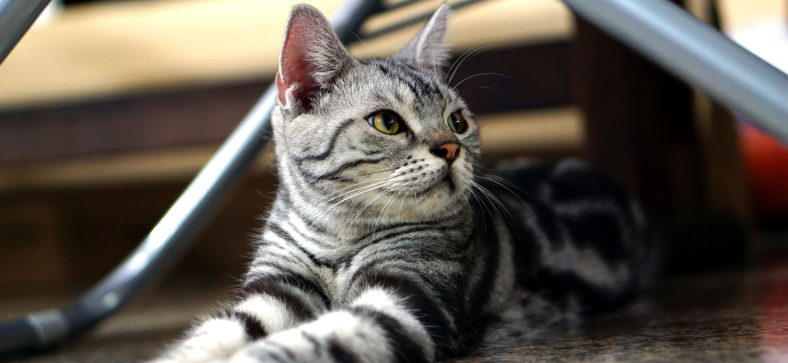  American Shorthair