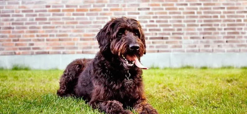 Labradoodle Complete Breed Information