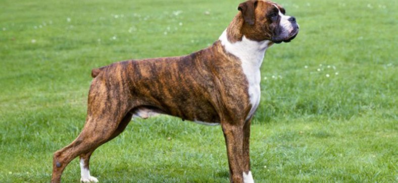 Boxer Dog Breed Information - Petzooie