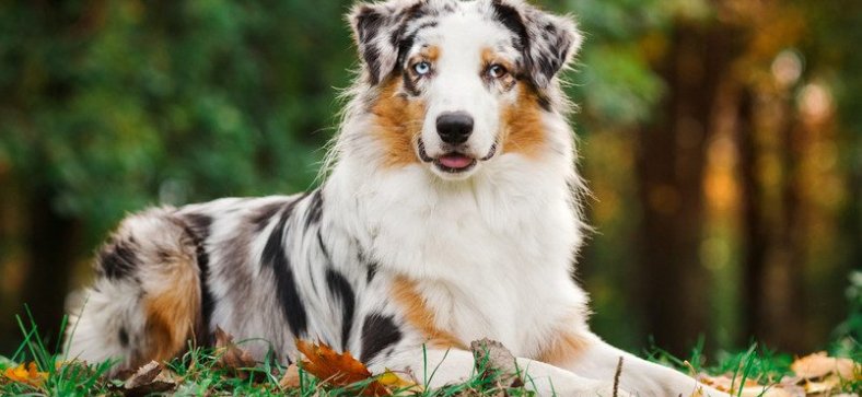 Australian Shepherd Dog