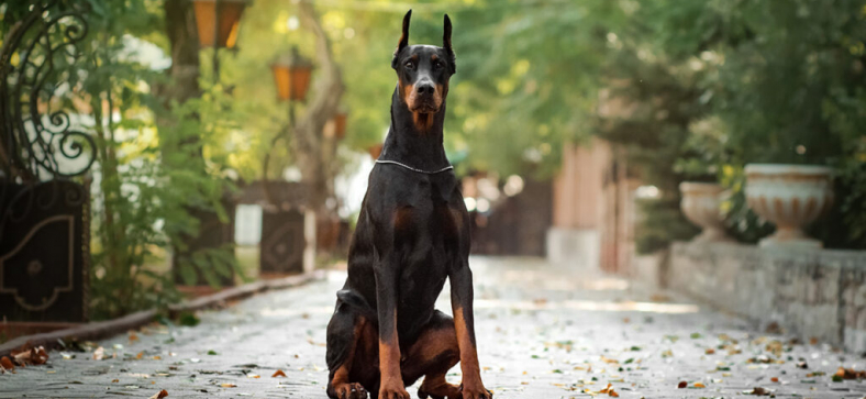 Doberman pinschers Breed Guide