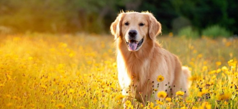 Golden Retriever