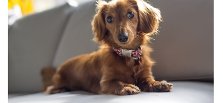 Dachshund  Breed Information