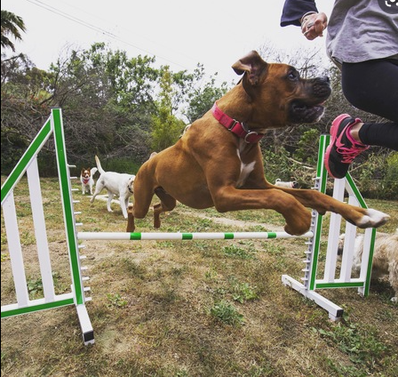 K9 Adventures dog jumping