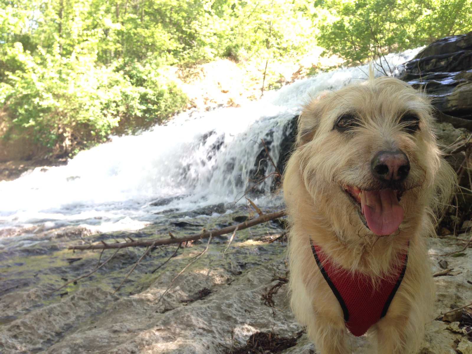 Henri-at-Tanyard-Creek