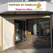 Puppies_of_Pamelot