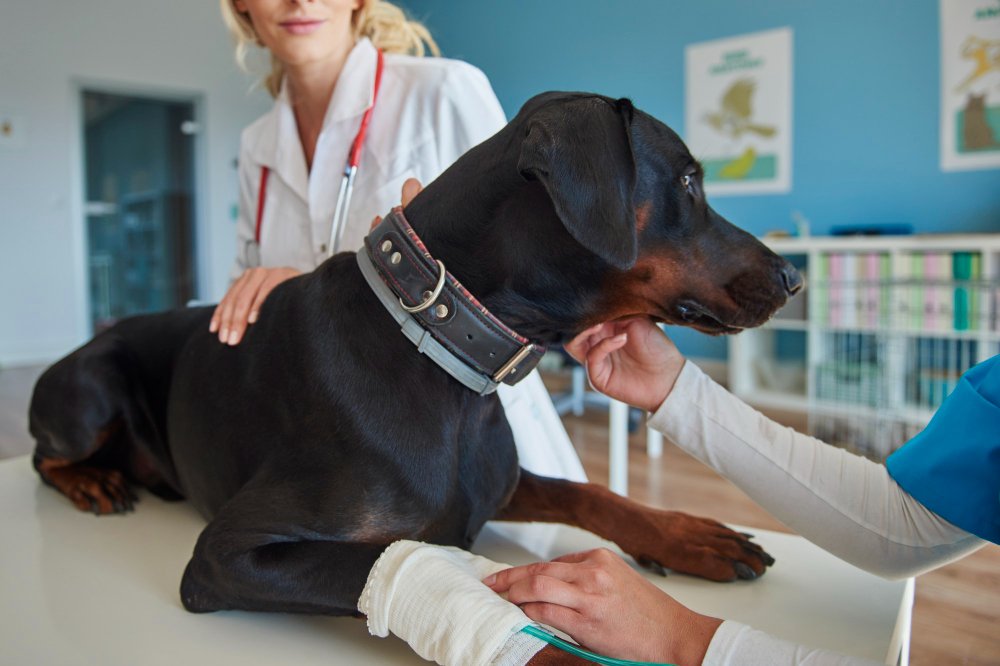 Doberman Health Considerations