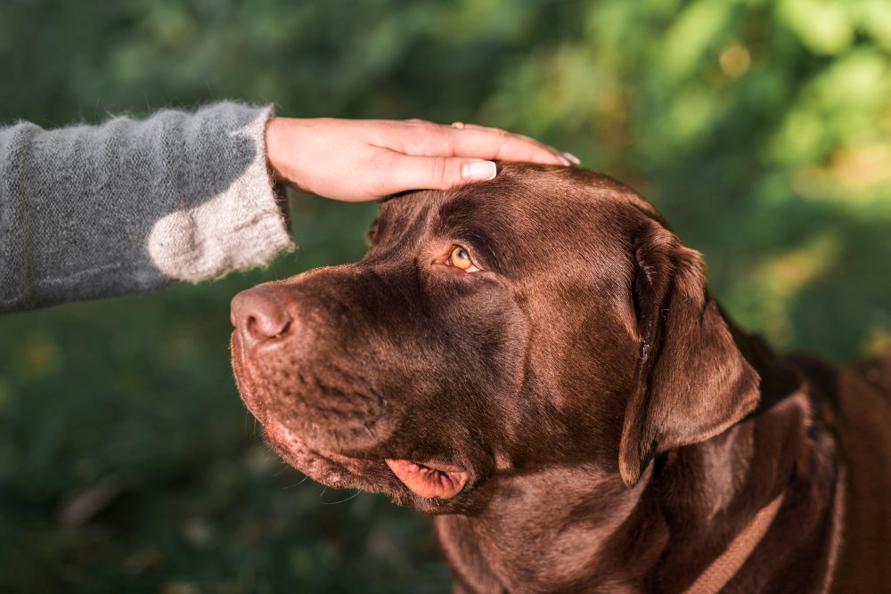 Head Tilting May Indicate Health Concerns