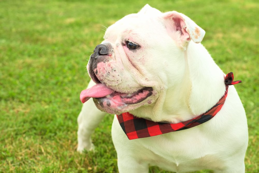 expert tips for English Bulldogs to extend Lifespan