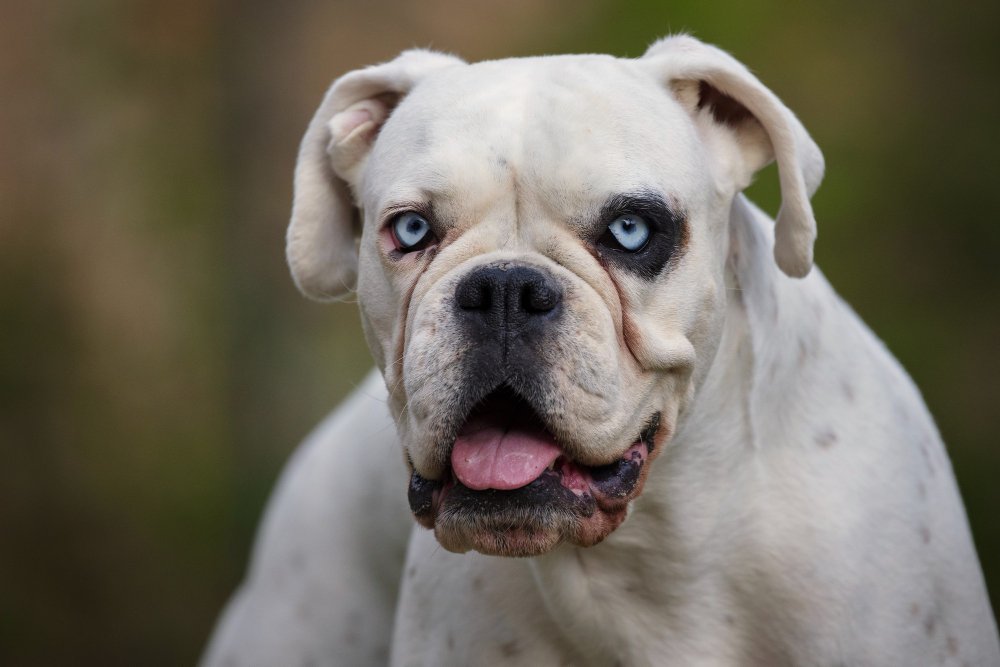 Why Do English Bulldogs Have a Shorter Lifespan?