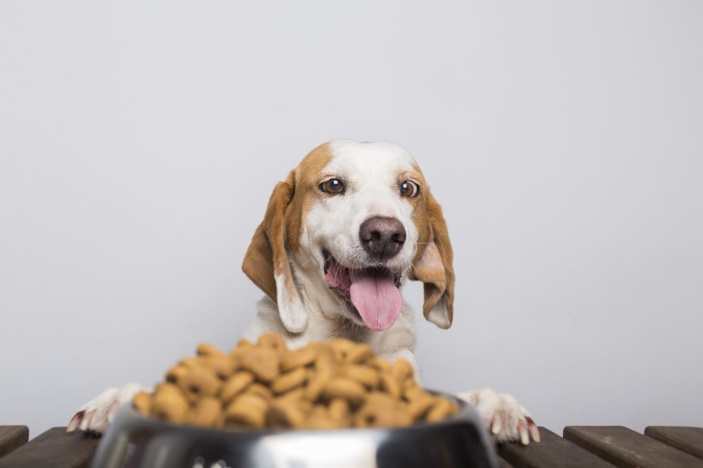 Healthy Breakfast for Beagles