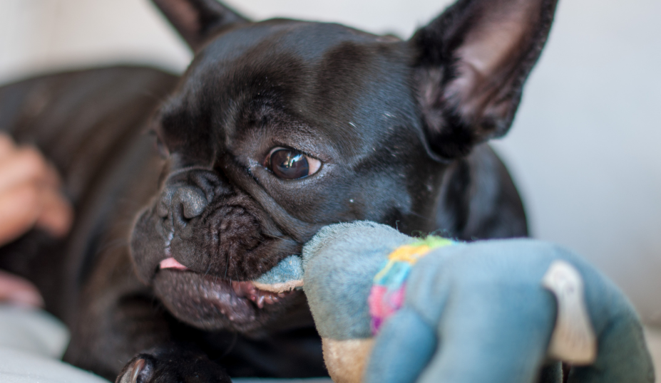 Understanding French Bulldogs Aggressive Behavior