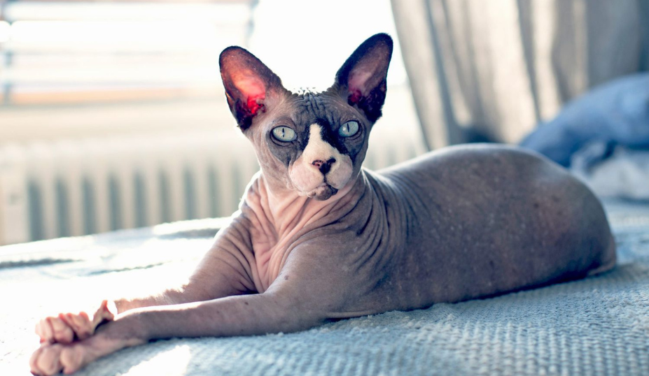 Blue Sphynx Cat