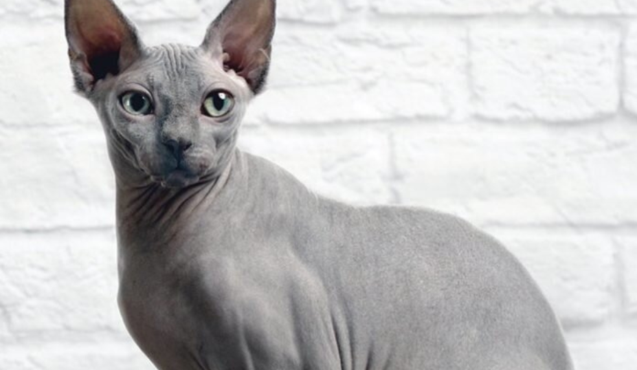 Blue Sphynx Cat